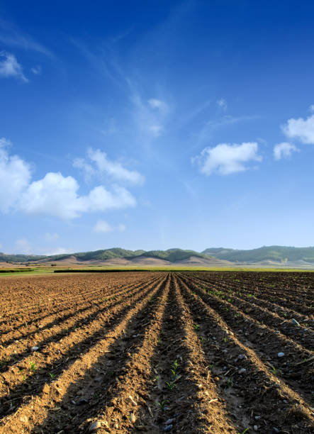 istock agricultural landscape of empty plowed field 1159117133