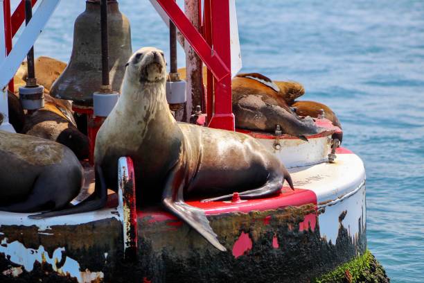 istock California Sea Lion 1159117415
