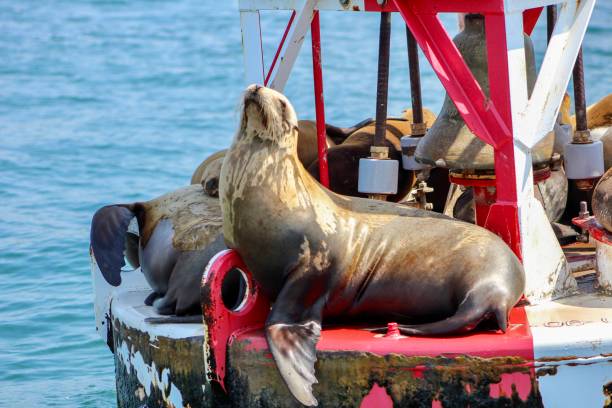 istock California Sea Lion 1159117422