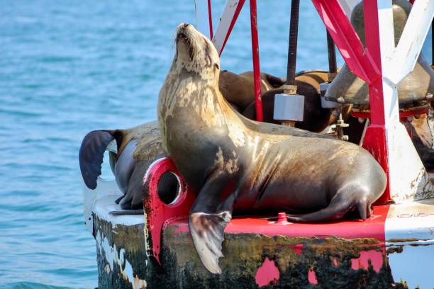 istock California Sea Lion 1159118030