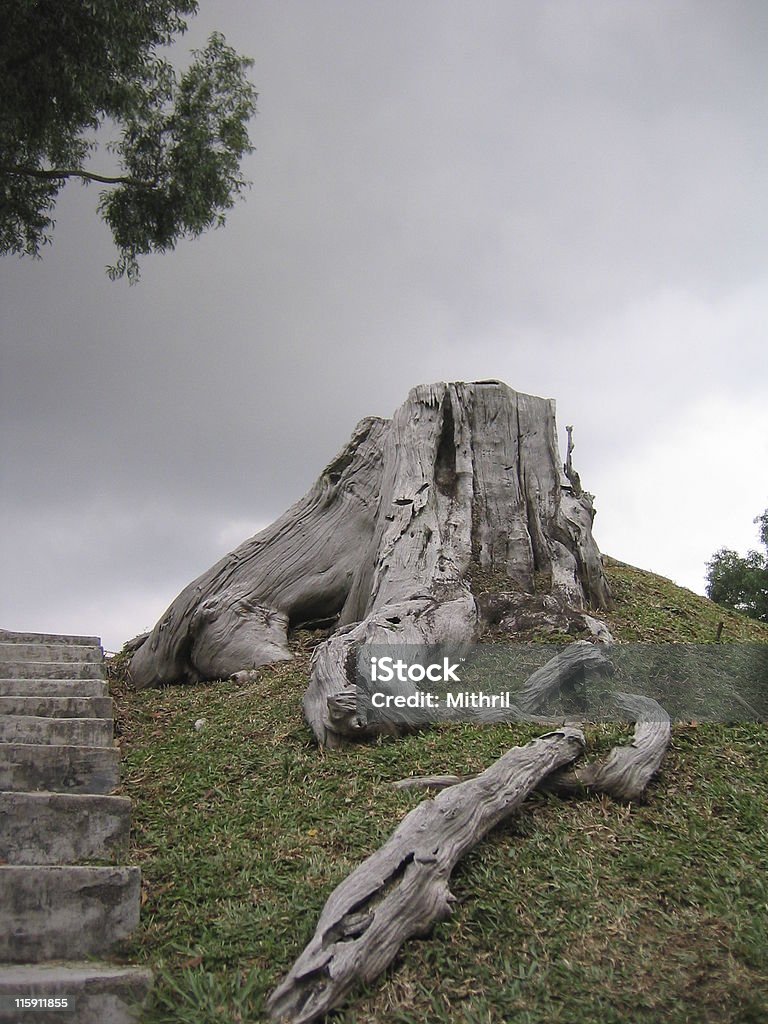 Rainclouds Filipino sobre gnarled Cepo - Royalty-free Acima Foto de stock