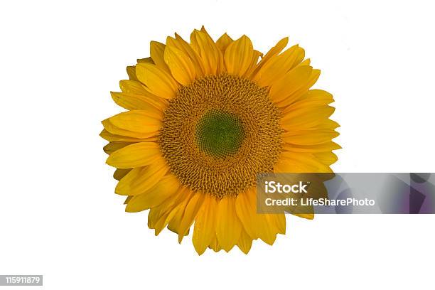 Un Girasol Con Fondo Blanco Aislado Foto de stock y más banco de imágenes de Agua - Agua, Aislado, Amarillo - Color