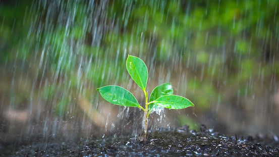 New life of young plant seedling grow in black soil. Gardening and environmental saving concept. People taking care of early plantation.