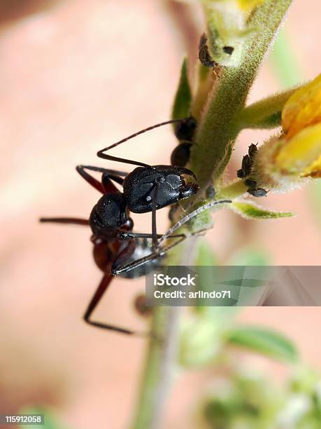 Foto de Ant E Aphids 01 e mais fotos de stock de Afídio - Afídio, Agressão, Antena - Parte do corpo animal