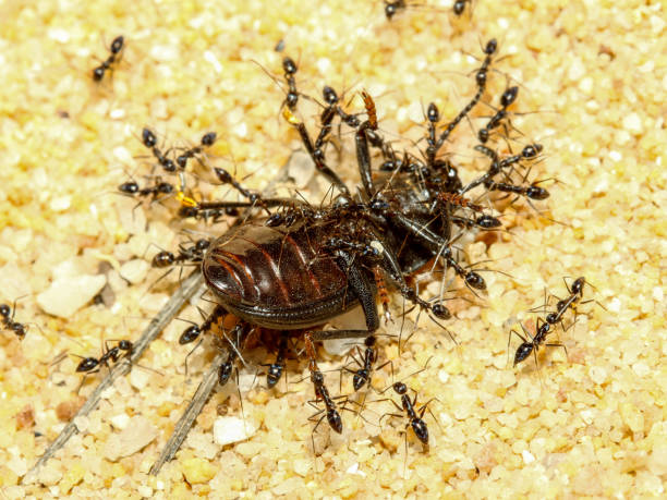 istock A group of ants attacking a Beetle on land 1159120697