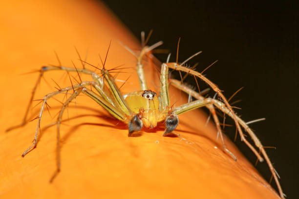 istock The yellow spider in nature at thailand 1159120715