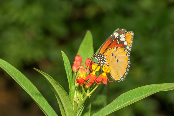 Close up butterfly in nature at park