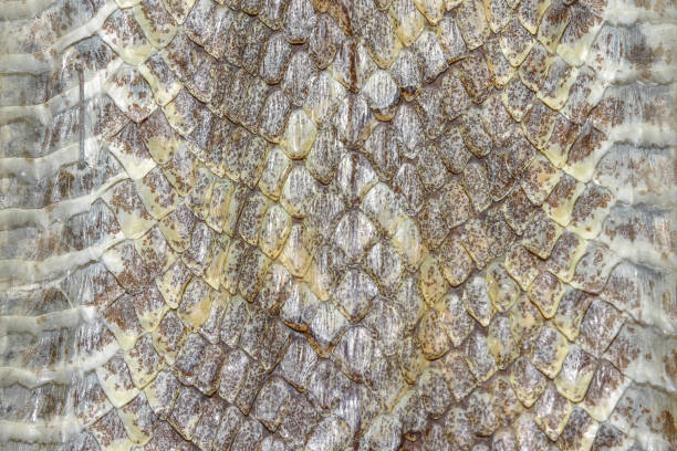 istock Snake skin reptile for animal pattern 1159120740