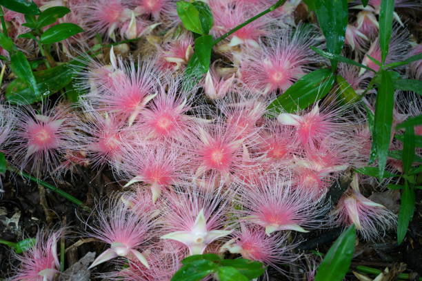 istock Barringtonia racemosa or powder-puff tree or Common putat or or Fish-Killer Tree or Sagaribana in Miyako island, Okinawa 1159120953