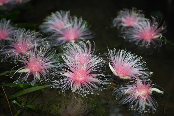 istock Barringtonia racemosa or powder-puff tree or Common putat or or Fish-Killer Tree or Sagaribana in Miyako island, Okinawa 1159120979