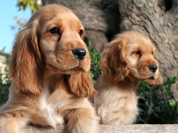 istock Puppy brothers 115912163