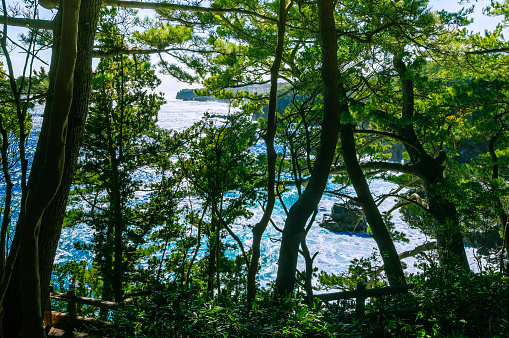 The sea seen from among the trees. Izu region of Japan