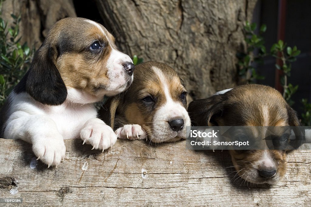 Little cachorros - Royalty-free Animal Foto de stock