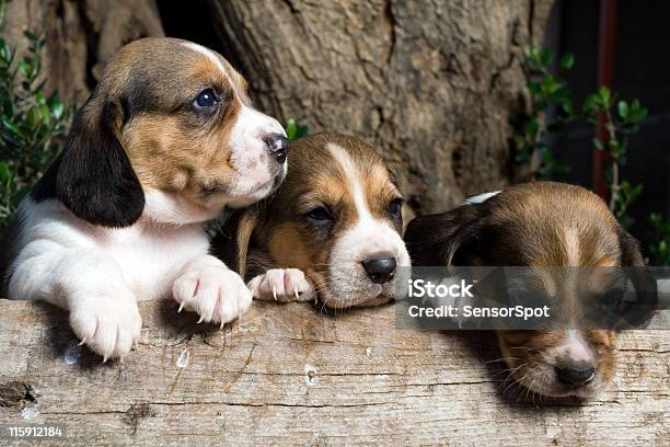 Little Cachorros - Fotografias de stock e mais imagens de Animal - Animal, Animal Doméstico, Animal de Estimação