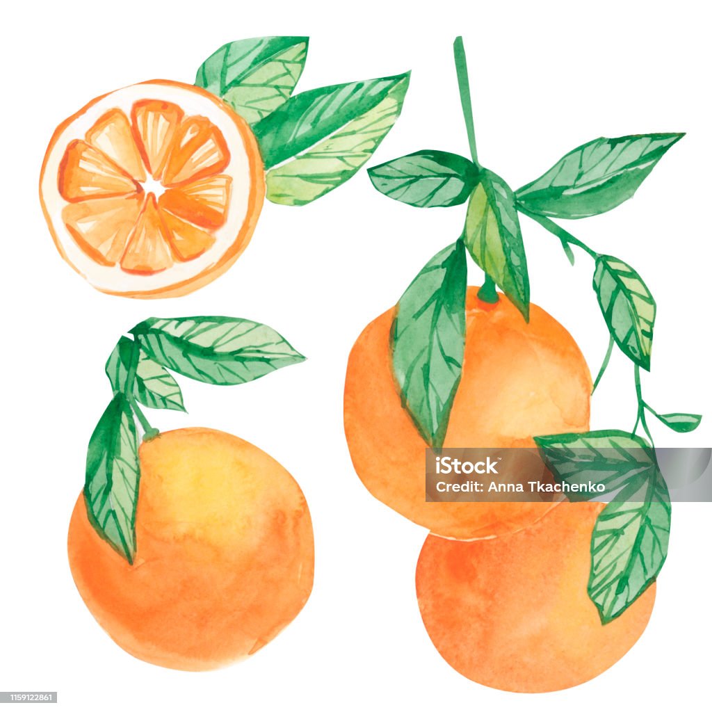 Watercolor Summer Collection Arragement Orange Branch Hand Painted Lemon  Fruit On Branch With Slice Isolated On White Background Stock Illustration  - Download Image Now - iStock