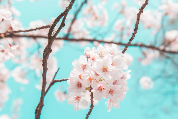istock Cherry Blossoms at Kyusho Park, Tottori. 1159125352