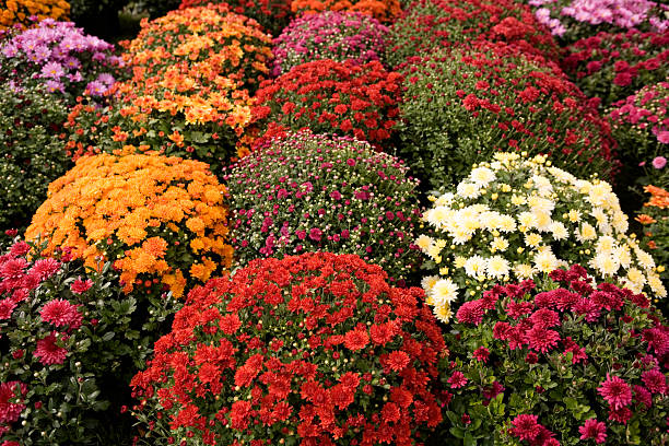 istock Mums of Many Colors 115912605