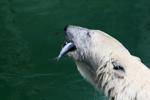 Close-up of a large polar bear playing with a coconut in the water