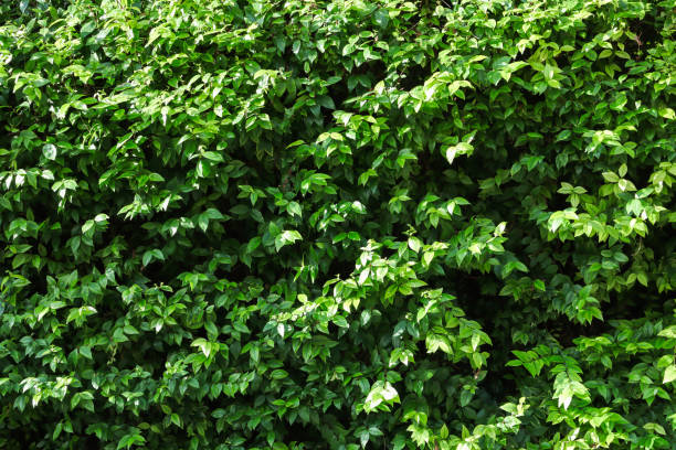 istock Green leaf texture,Textured background,Wrightia religiosa Benth green leaves 1159126292