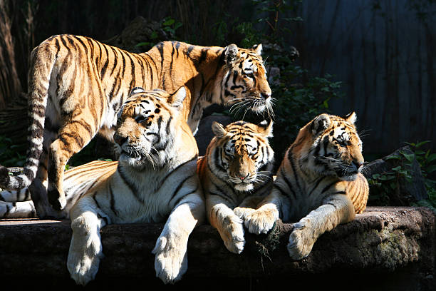 tiger família - tiger zoo animal awe - fotografias e filmes do acervo