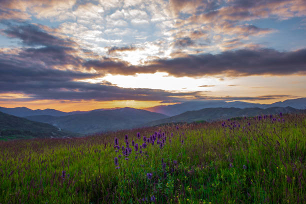 istock Mountain lavender flowers during a colorful sunset 1159126398