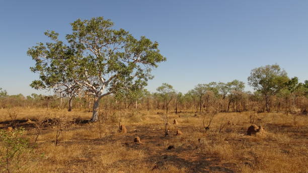 istock Gibb River Road, WA 6. 1159126936