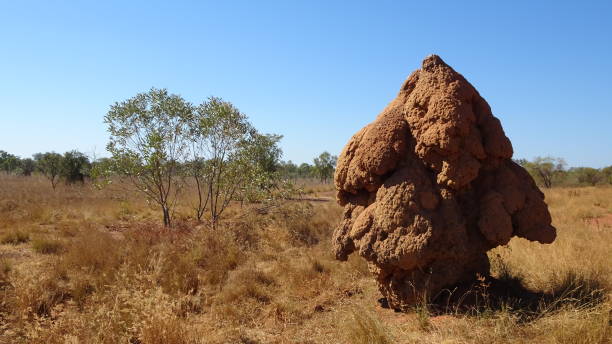 Gibb River Road, WA 4. Gibb River Road, West Kimberley, WA. termite mound stock pictures, royalty-free photos & images
