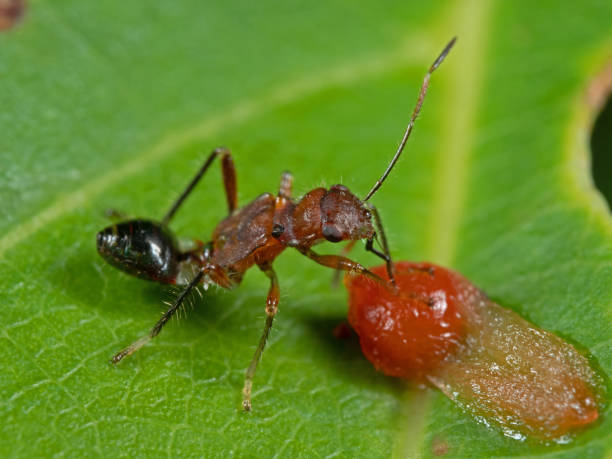 istock Macro Photo of Assassin Bug is Sucking Fruit on the Leaf 1159128026