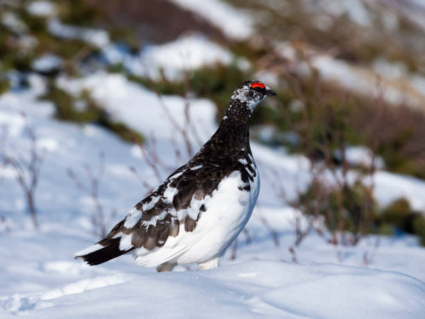 istock rock ptarmigan male 1159128065