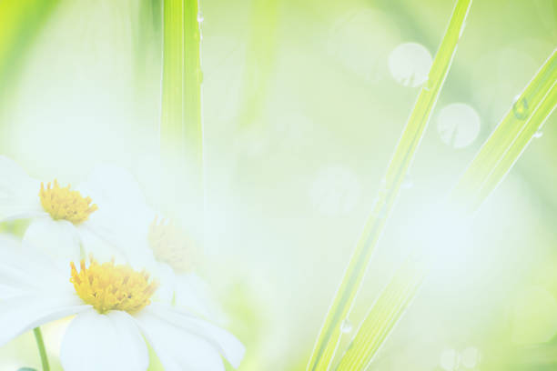 The nature abstract background,flower blur nature background, green leaf abstract background
