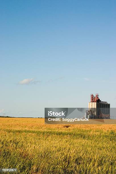 Campo E Ascensore - Fotografie stock e altre immagini di Acerbo - Acerbo, Adulto in età matura, Agricoltura