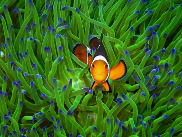 clownfish ou anemonefish ocidentais no parque de tunku abdul rahman, kota kinabalu, sabah. malásia, bornéu. - nature macro reef animal - fotografias e filmes do acervo
