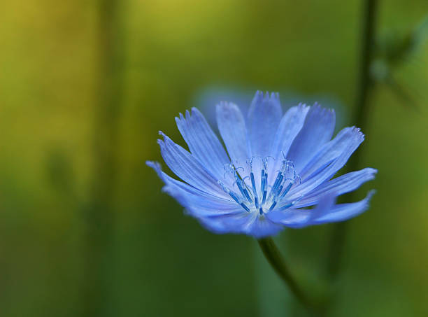 bluebottle - uncultivated flower chicory cornflower - fotografias e filmes do acervo