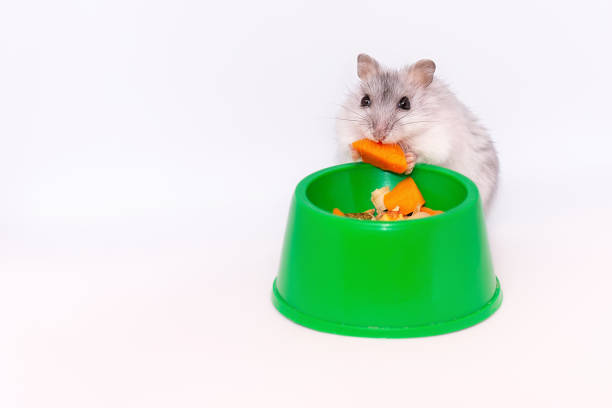 dzungarian hamster eats carrots from his trough