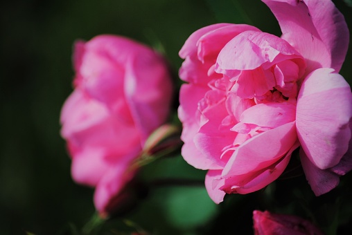 Twin Pink Roses Growing Side by Side in a Backyard Garden