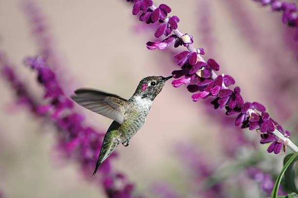 macho calypte anna, calypte anna - bird hummingbird flying annas hummingbird imagens e fotografias de stock