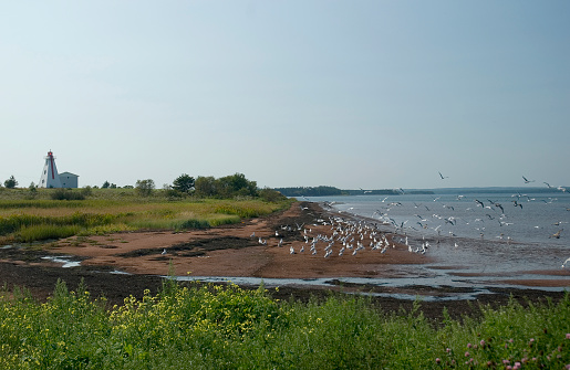 A flock of seagulls take to flight in front of Murray Harbour Range Rear Light on Prince Edward Island