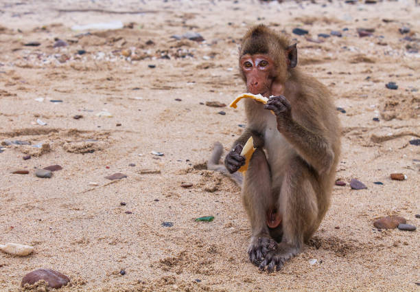 istock Portrait of a monkey, with pleasure eats the bread 1159133321