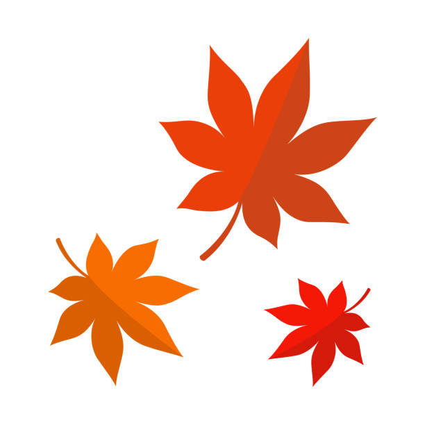 흰색 배경에 고립 된 단풍 나무 잎 - maple leaf leaf autumn single object stock illustrations