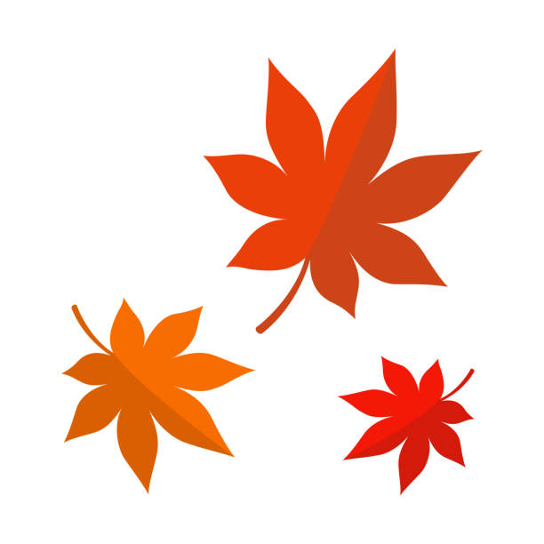 кленовые листья изолированы на белом фоне - maple leaf close up symbol autumn stock illustrations