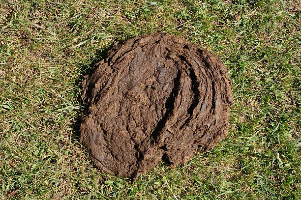 Cow "pie" or poop in the grass. 