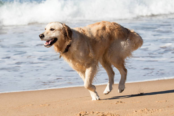istock Golden Retriever dog running at the beach 1159134992