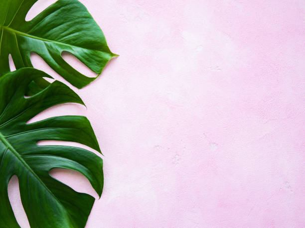 istock Tropical leaves monstera 1159135015