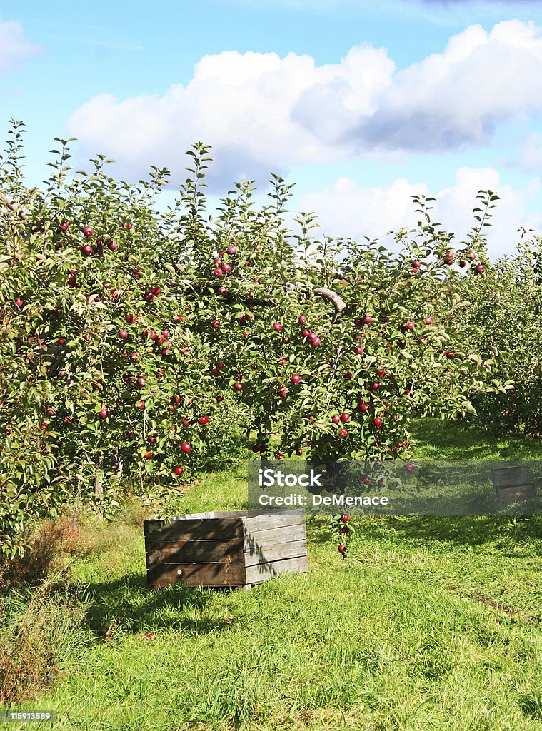 Orchard - Photo de Agriculture libre de droits