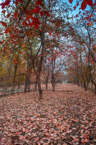 istock persimmon orchard in autumn 1159136322