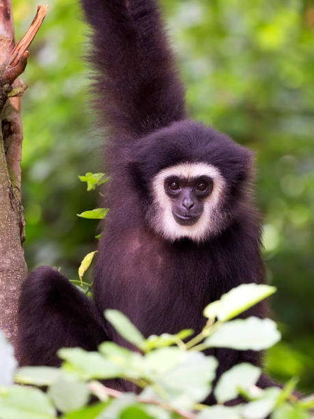 istock Lar gibbon a portrait 1159136384