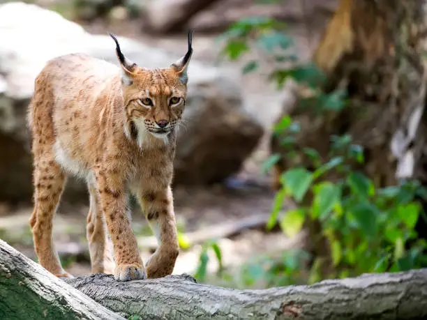 Lynx in the forest in the wild