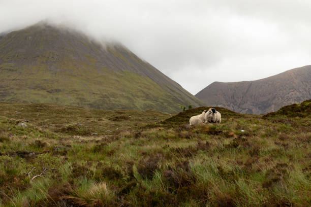 istock Sheep on The Isle of Skye 1159136417