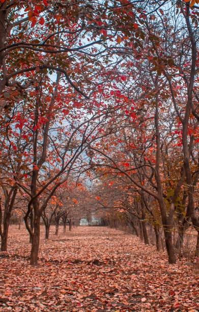 istock persimmon orchard in autumn 1159136430