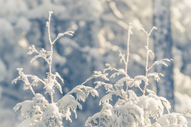 istock Winter background of frozen branches. 1159136553
